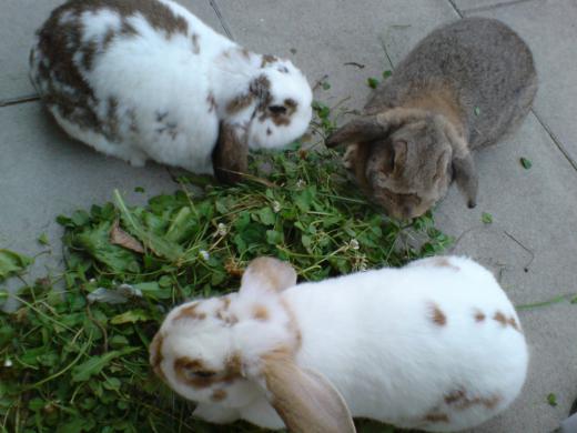 ¥¦¥µ¥®¤ò»ô¤Ã¤Æ¤¤¤ë¤«¤é/