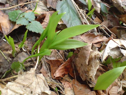 ÂÏÈî¤Ï¿²¤«¤»¤ë¤³¤È¤Ë¡£/