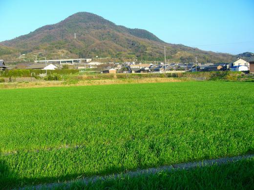 左の2羽が飛んだのですか?/