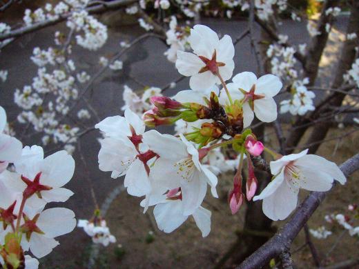 山形は雪景色なのに、桜はイカンですかね!/