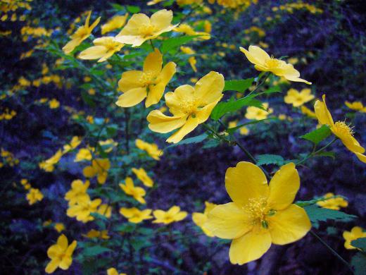 種子原人様、椿って、春告げ花なんですってね!/
