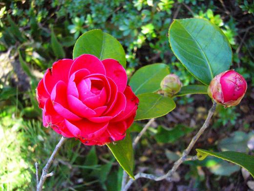納豆って、栄養バランスいいんですってね!/