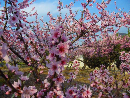 Ƭ¤ÎÃæ¤¬¡¢¥³¥ó¥¬¥é¥¬¥Ã¥Æ¤·¤Þ¤Ã¤¿¤Ç¤¹¡ª¡©¡ª/