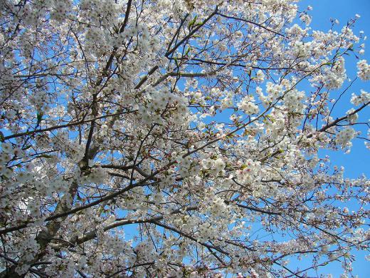 Á°¤Î¥³¥á¥ó¥È¤Î¤ªÏͤӤǤ¹¡£¥´¥á¥ó¥Ê¥µ¥¤¤Ç¤¹¡ª/