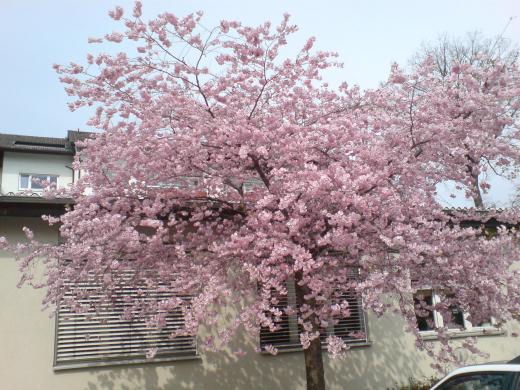 »³¤µ¤¯¤é¤µ¤ó¡¢¤¢¤ê¤¬¤È¤¦¡£¤ªÊÖ¤·¤Ë¥É¥¤¥Ä¤Î¤µ¤¯¤é¤Ç¤¹¡£/