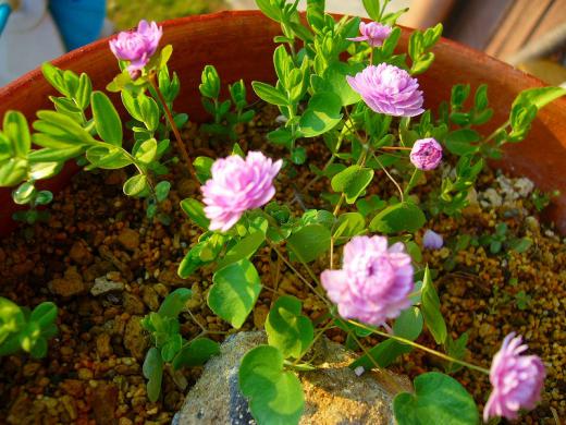 ¤´¤á¤ó¤Ê¤µ¤¤¤Í¡¢ÃúÇ«¤ËÆÉ¤ß¼è¤Ã¤Æ¤¤¤Ê¤¯¤Ã¤Æ¡¦¡¦¡¦¡ª¡¡/