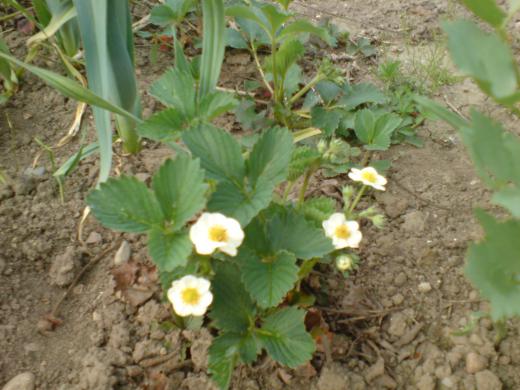 まだ花が咲いたところですよ。/