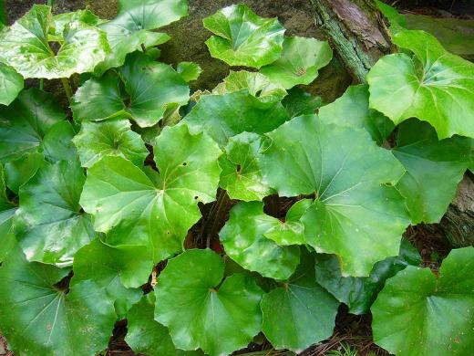 ようし、種子原人さんを呼び出しましょうかね!/