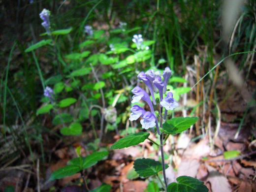 空飛ぶニワトリのみなさんが、お元気でよかったですね!/