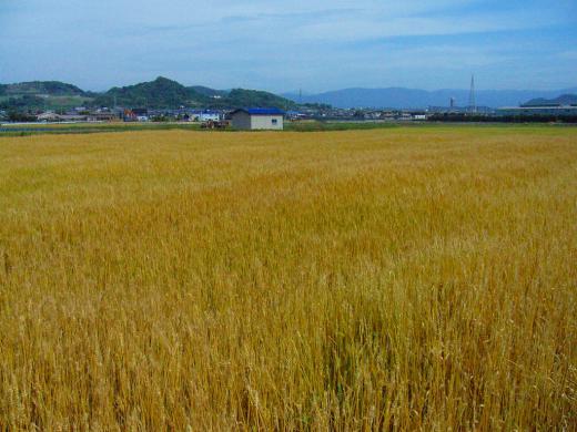 私も犬が良いと思いま〜す! タヌキ撃退。/