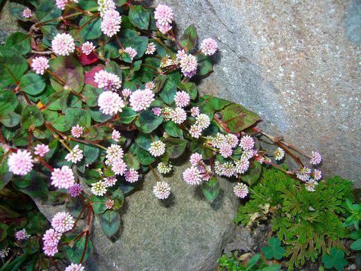 大変ですね! 大自然の小さな家は? ごめん大きな家ですかね?/