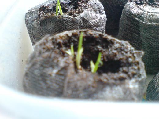 狐の被害・・・お見舞い申し上げます。/