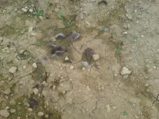 ありがとうございます。それからこの写真のもじゃもじゃ、何かわかりますか。/