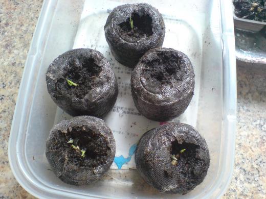 バケツ稲を作ってみます。/