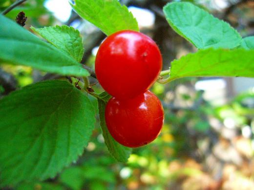 さて、何をしましょうか? ウ・フ・フ!/