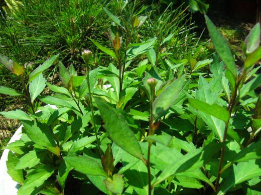 種子原人さん、ブー! 残念でした!/