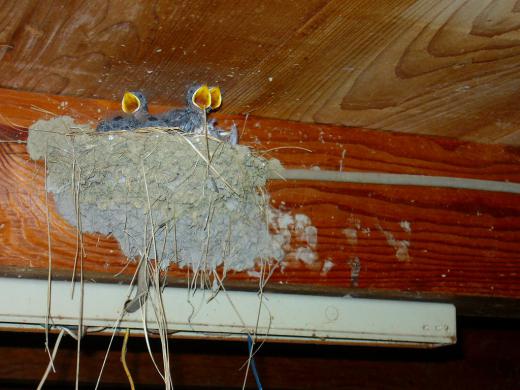 噛みつかれたニワトリさん大怪我じゃない?/