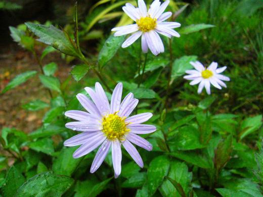 野菊?雨の中でも咲いてるよ!/