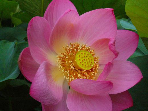 讃岐は梅雨で〜す!/