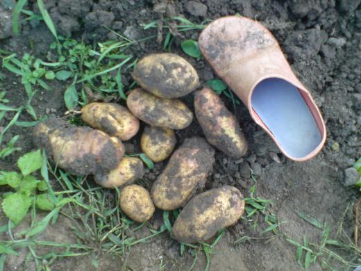 ¤Û¤ó¤È¡¢¶á¤«¤Ã¤¿¤é¤¼¤Ò»²²Ã¤·¤¿¤¤¤Ç¤¹¡£/