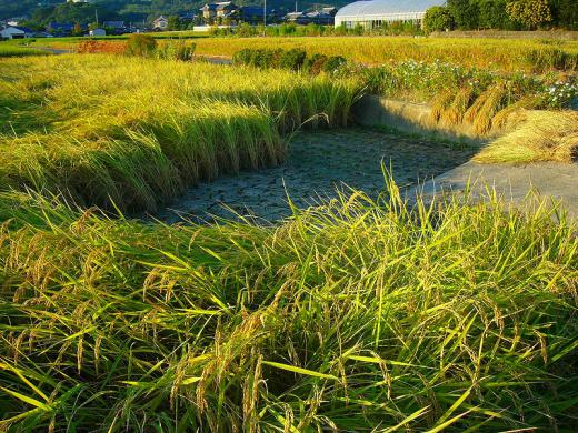 ¼ï»Ò¸¶¿Í¤µ¤ó¤Ø¡ª/