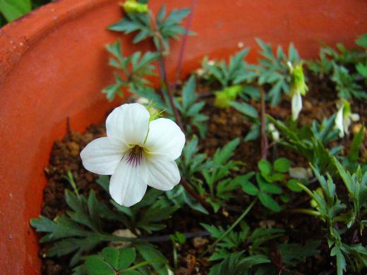 種子原人さんへ!/