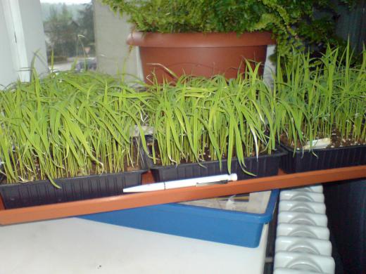 ニワトリと一緒に暮らしている農家のあれやこれやを気楽なタッチで書いた本/