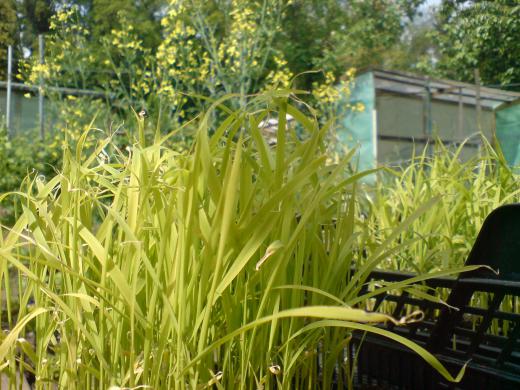 田植え、先を越されました。/