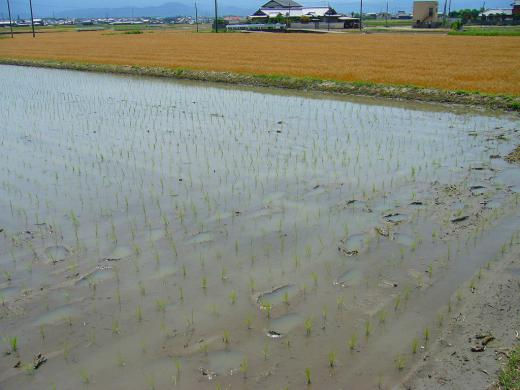 田植えが終わられた頃かな〜?って・・・!/