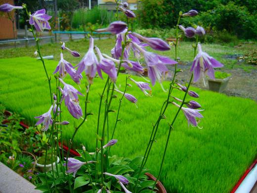 ギボシ・ギボウシ・・・?/