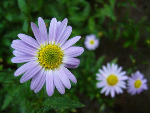 オニアザミ・・・じゃ無かったです!/