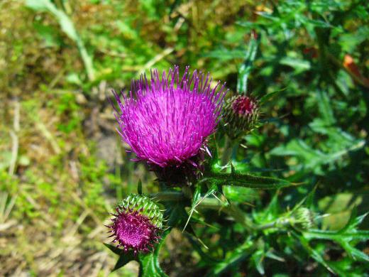 種子原人さんへ!/