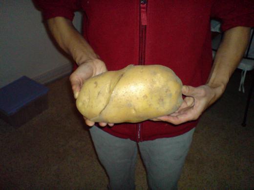 ジャガイモ 一つ 1,2kg!!/