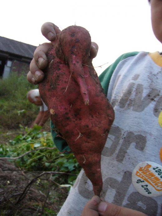 くみさん、凄いジャガイモですね!/