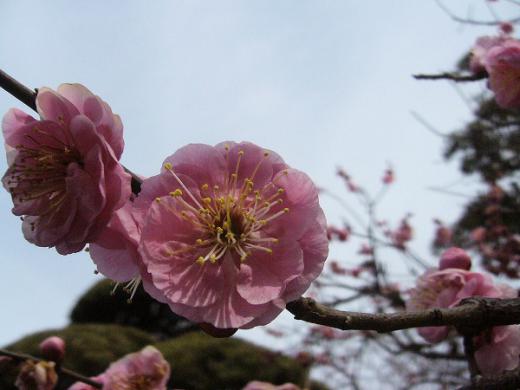 秋田のじゅんさい太郎様へ!/