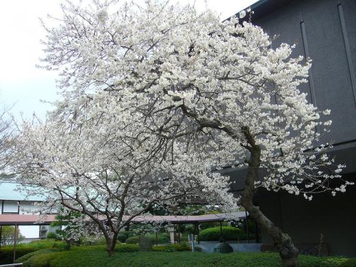 »ä¤Ï¡¢¥Ë¥å¡¼¥¹¤Çʹ¤¯°Ì¤·¤«¡¦¡¦¡¦¡¦¡©/