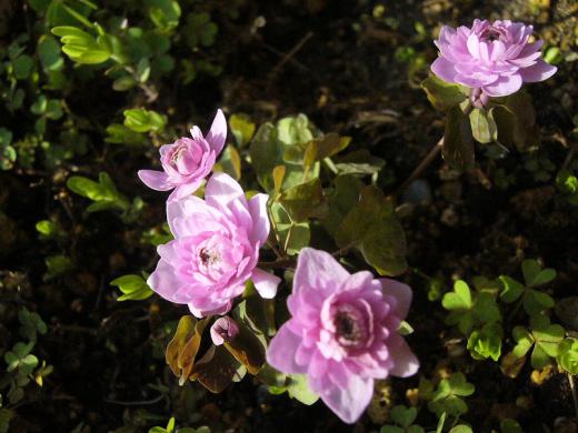 ·òÂÀ¤µ¤ó¡¢¤¢¤ê¤¬¤È¤¦¤´¤¶¤¤¤Þ¤·¤¿¡ª/