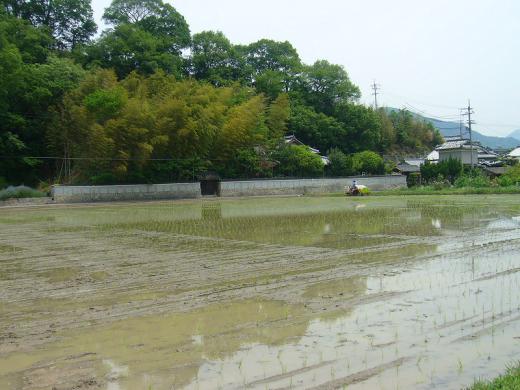 コシヒカリの田植え!/