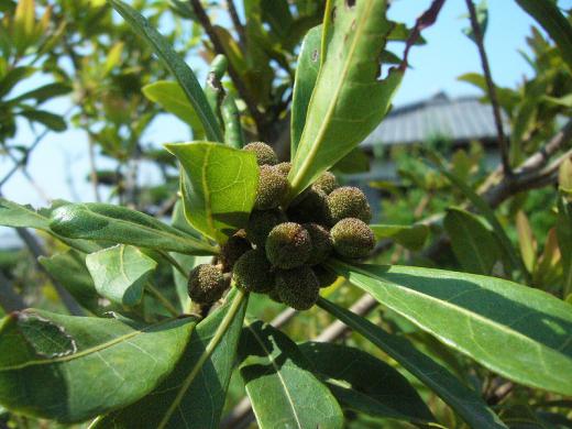 種子原人さんへ!/