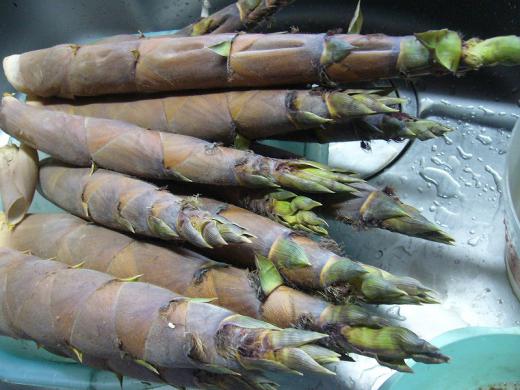 ぜ〜んぶ、美味しそうで〜す!/