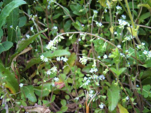 昔のままの懐かしい田んぼですね!/