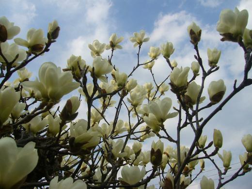 讃岐の桜は今日開花です!/
