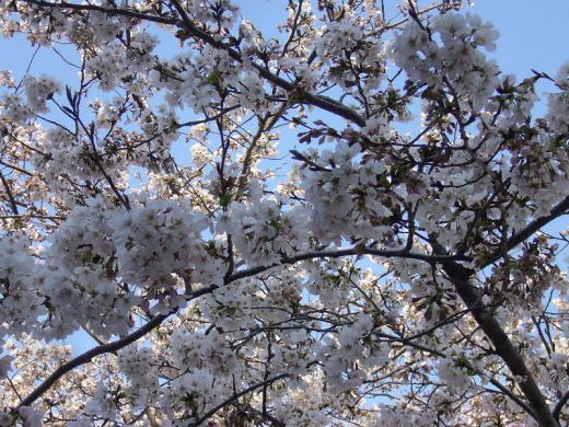 桜(ソメイヨシノ)/