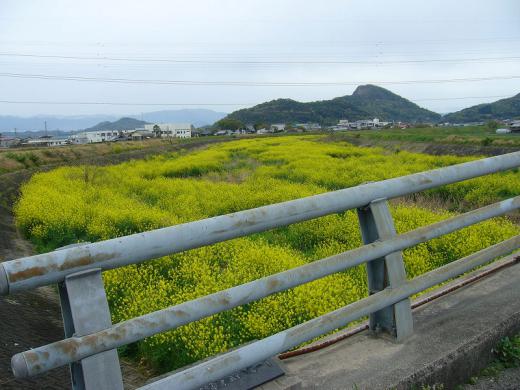 福島の滝桜が今日開花・・・・とか?/