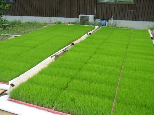 山形では、田植えはいつ頃終わるのですか?/