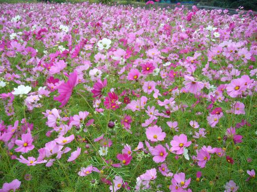 秋祭りと稲刈りで・・・!/