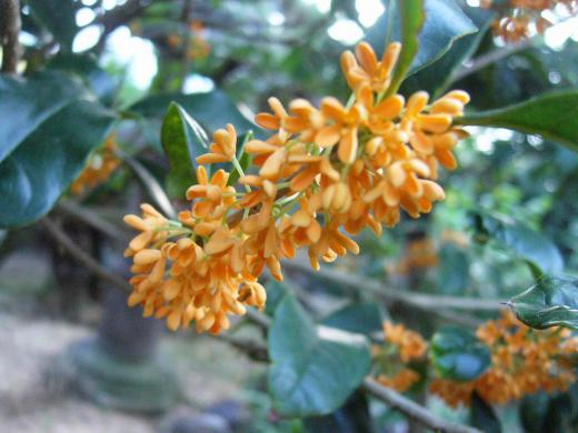 我が家も稲刈りが終わりました。/