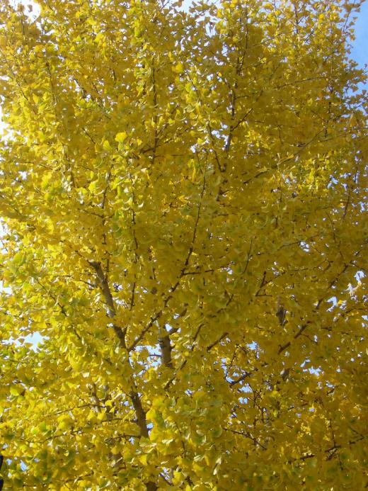 柿の実も・・・・?/