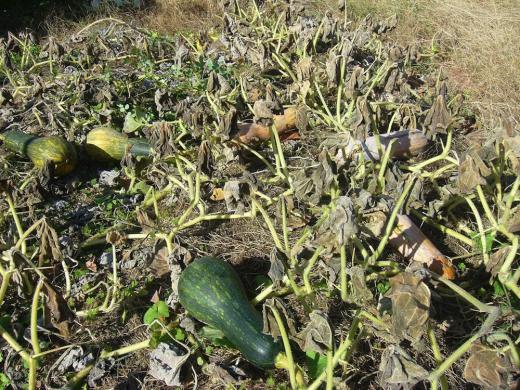 º£¡¢À¸¤´¤ß¡Ê¤ï¤é¤·¤Ù¡ËĹ¼Ô¡¦¡¦¡¦¡¦¤«¤Ê¡©/