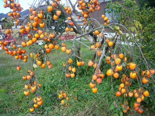 »ä¤Ï¡¢16Æü¤ÎÌëÃæ¤«¤é¸µµ¤¤Ç¤Ê¤¤¤Ç¤¹¡£/